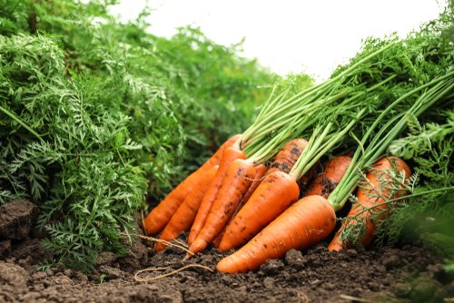 Recommended Plants for February Vegetables 14