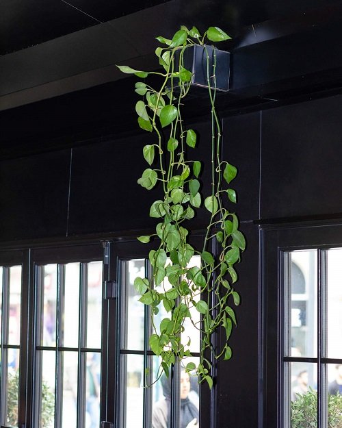 Different Ways to Grow Pothos in dark  Hanging Planter