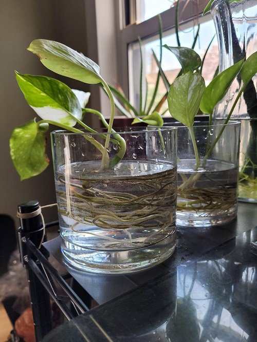 Many Techniques for Growing Pothos 