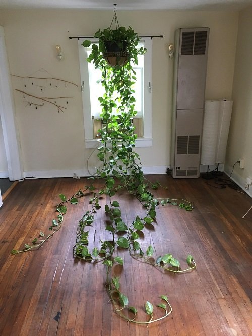 Hangging planter to Grow long  Pothos