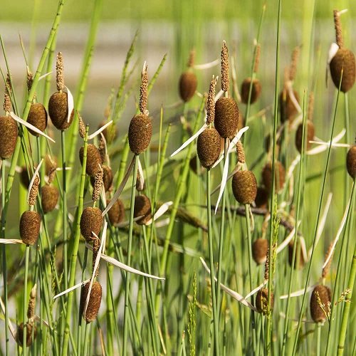 Plants that Look like Cattail Plant 1
