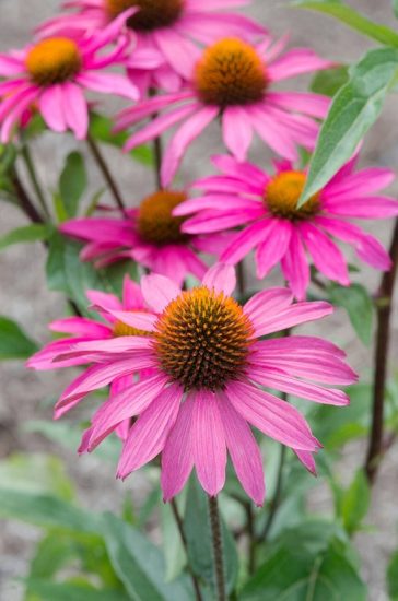 42 Types Of Coneflower Varieties 