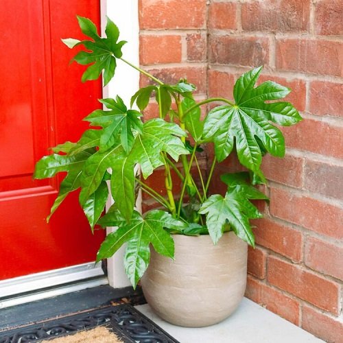 Aralia plants for your door step