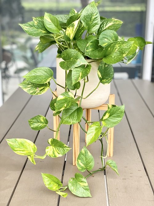 Golden Pothos-Plants that Grow Without Sunlight