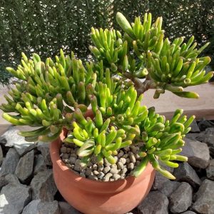 Gollum Jade Plant Care | Growing Ogre Ear Succulent