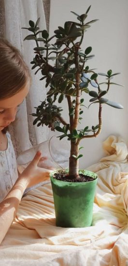 how to take care of jade plant indoor watering