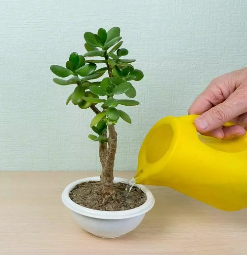 When and How to Water a Jade Plant So It Never Dies 2