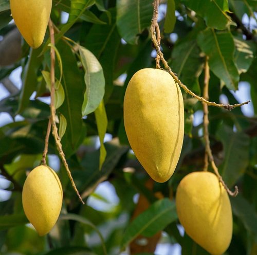 Best Yellow Fruits 20