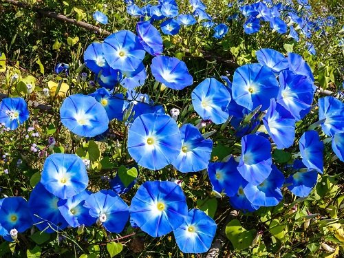 25 Flowers that Look like Morning Glories | Flowers Similar to Morning Glory 1