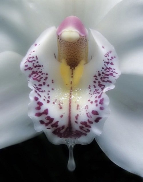 Barrita Orchid 7