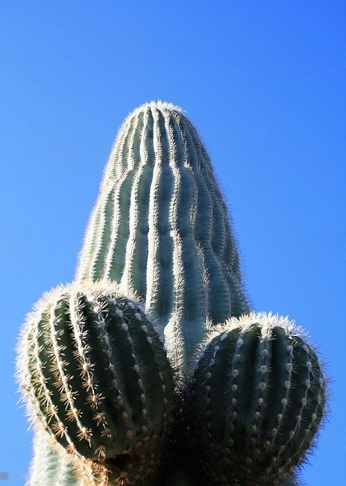 Plants with Penis-Resembling Features 