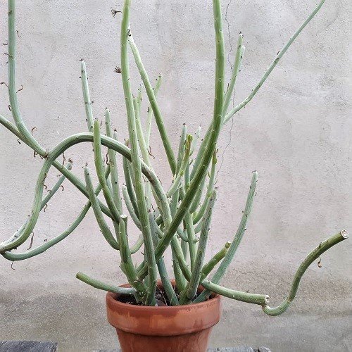 Plants with Long Stems of Succulents 13