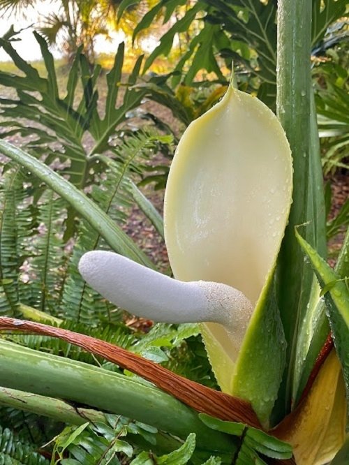 Unexpected Plants with Penis-Like Features 2