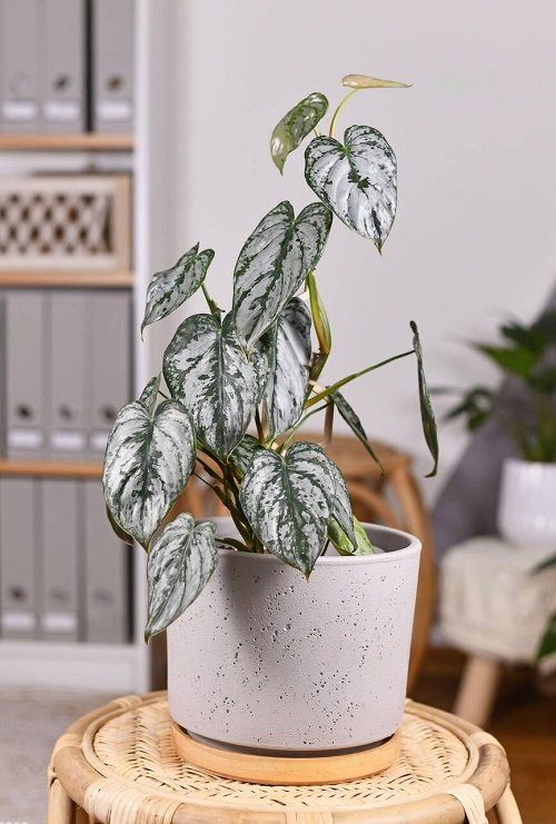 Gorgeous philodendrons You Will Totally Adore 2
