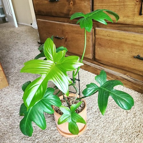 Philodendron Pedatum Plants that Look like Monstera but are Not