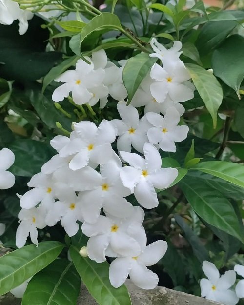 Best Pinwheel Jasmine Varieties to Grow