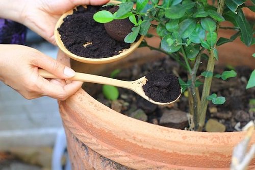 DIY Potassium Rich Plant Fertilizer | How to Make Potassium Fertilizer at Home 1