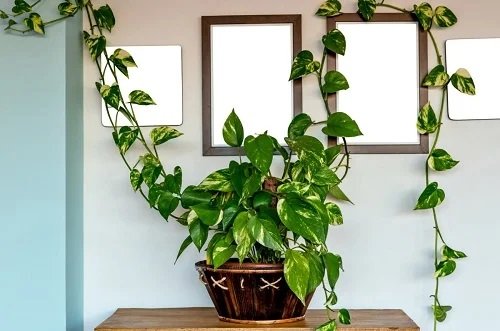 How to Get Pothos to Trail | 10 Best Tricks 3