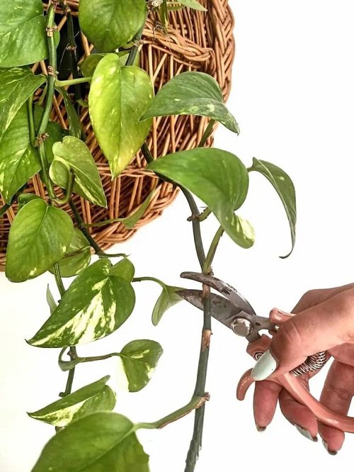 How to Get Pothos to Trail | 10 Best Tricks 2