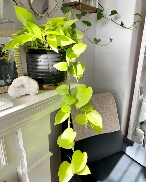 Best Tricks for Trailing Pothos  Protect from Pets