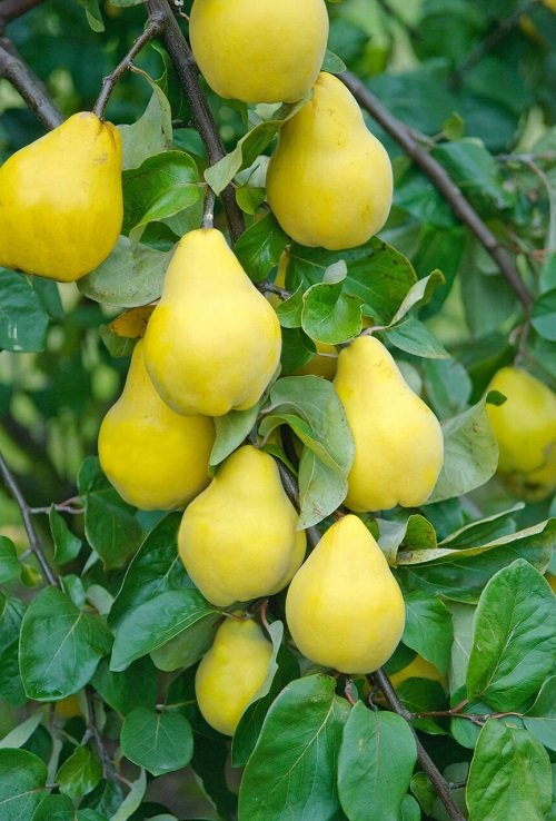 Best Yellow Fruits 23