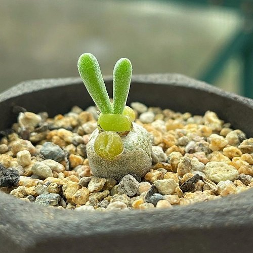 rabbit succulents that look like rabbit's ear