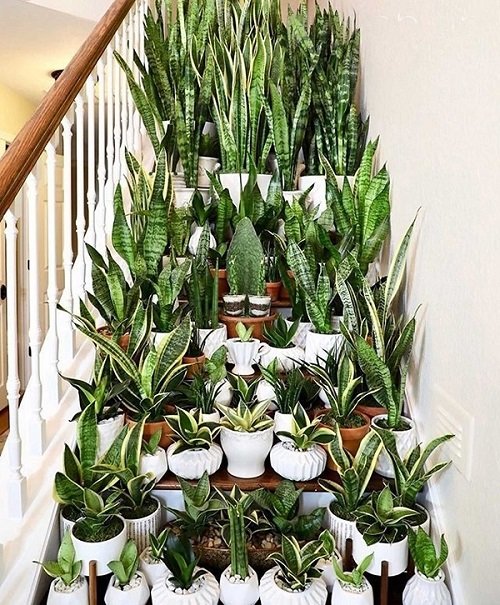 snake plant in Staircase Jungle