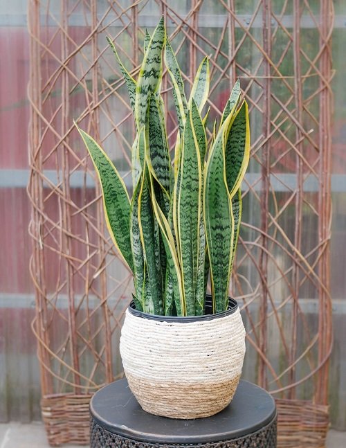 Snake Plant Growing Ideas