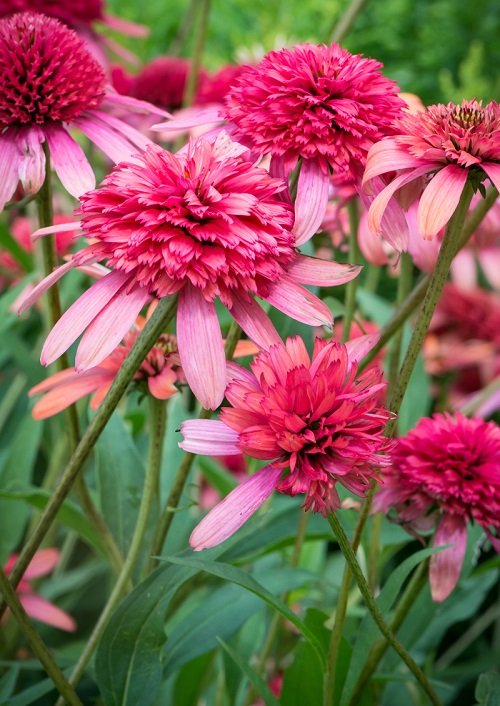 beautiful coneflower types for your yard 3