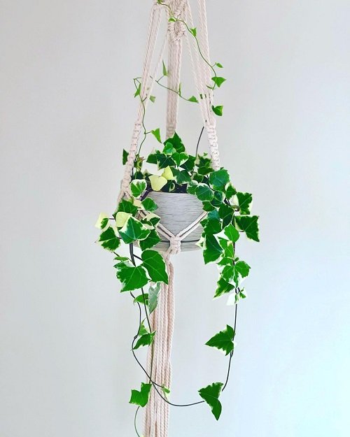 Succulents  with Long Stems Hanging pot 6