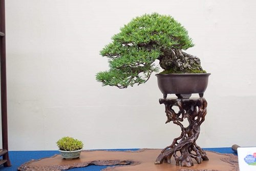 Best Shohin Bonsai Tree Pictures 9