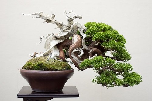 Best Shohin Bonsai Tree Pictures 