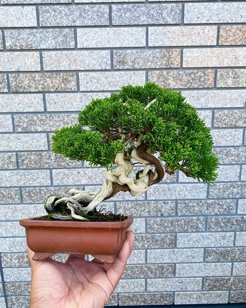beautiful Shohin Bonsai Tree