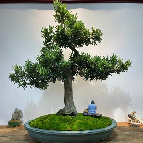 Shohin Bonsai Tree on moss pot