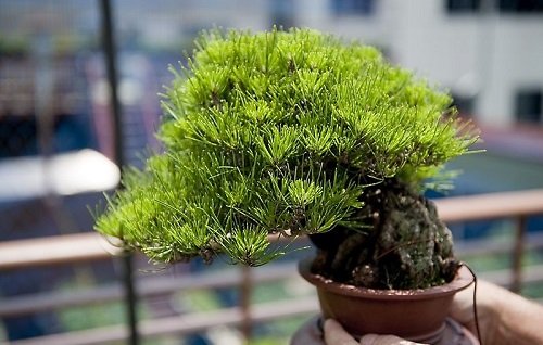 Best Shohin Bonsai Tree Pictures 21