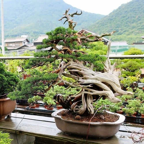 Best Shohin Bonsai Tree Pictures 30