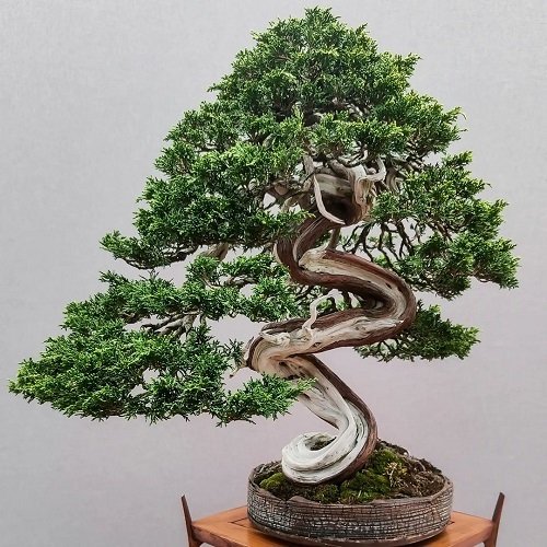 Shohin Bonsai Tree in curved stem