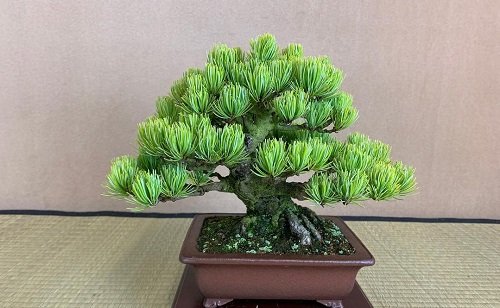 Best Shohin Bonsai Tree Pictures 4