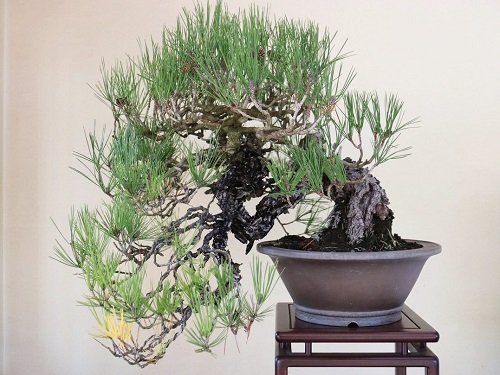 Shohin Bonsai Tree on small table