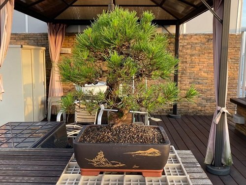 Best Shohin Bonsai Tree Pictures 22