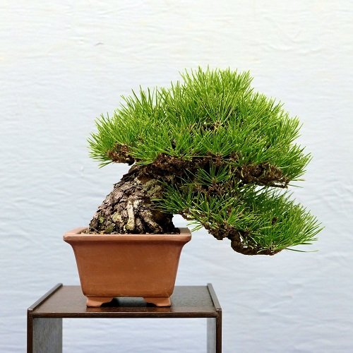 Shohin Bonsai Tree on table 