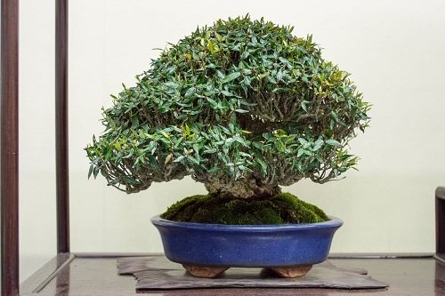 bushy Shohin Bonsai Tree
