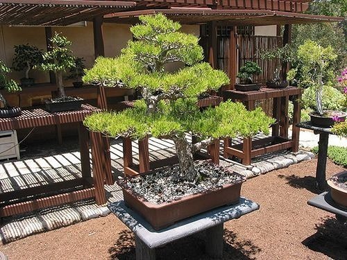 Shohin Bonsai Tree with large foliage