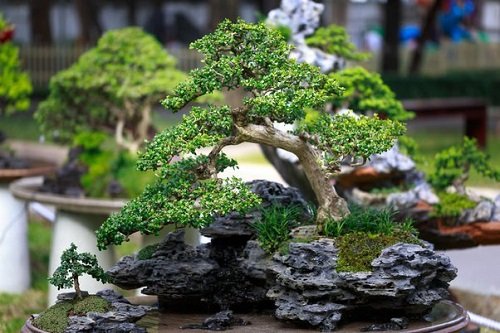 Shohin Bonsai Tree on rock 