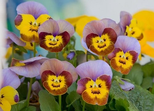 Flowers with a happy face