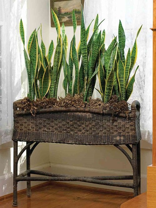 Snake Plants in Weave Basket
