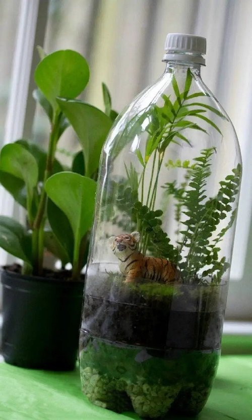DIY Terrarium in Soda Bottle ideas