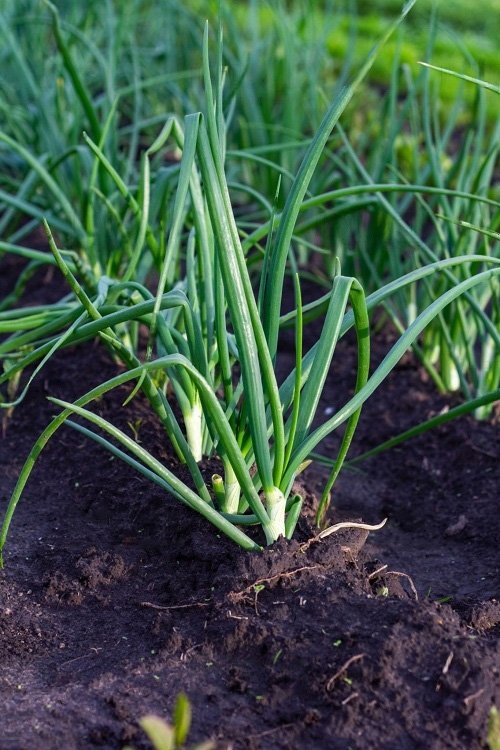 Recommended Plants for February Vegetables 19