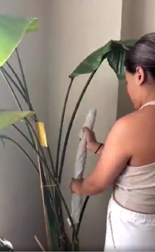 How to Open the Unfurl Any Plant Leaves 