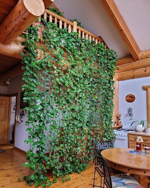 Various Methods for Growing Pothos  just like Wall  of hanging